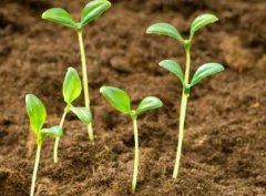 土壤養(yǎng)分測定儀助力農(nóng)業(yè)生產(chǎn)“缺啥補(bǔ)啥”