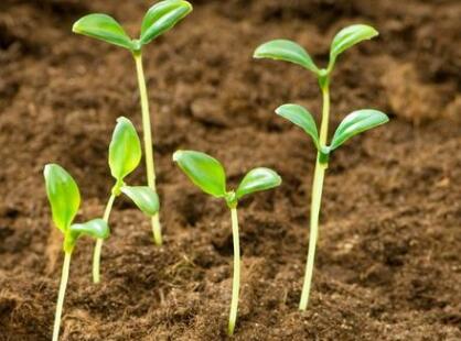 土壤養分測定儀 土壤養分測定儀