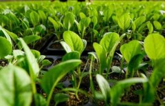 土壤肥料速測(cè)儀規(guī)避土壤污染問(wèn)題