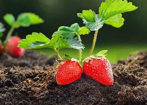 土壤養分測定儀 土壤養分測定儀