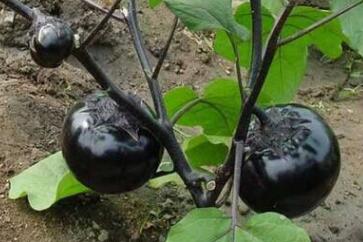 土壤養分分析儀 土壤養分分析儀