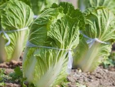 測土配方施肥儀緩解土壤養分流失問題