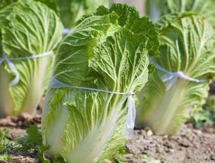 測土配方施肥儀