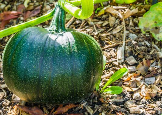 土壤微量元素測定儀 土壤微量元素測定儀