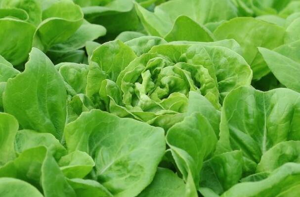 肥料養(yǎng)分檢測(cè)儀 肥料養(yǎng)分檢測(cè)儀