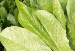 使用土壤養分測試儀如何有效減少化肥的使用？