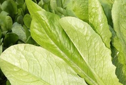 土壤養分測試儀 土壤養分測試儀