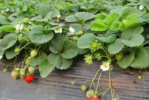 土壤肥料檢測儀 土壤肥料檢測儀