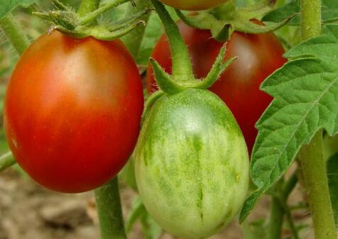 測土配方施肥儀 測土配方施肥儀