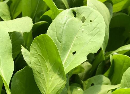 土壤養分速測儀 土壤養分速測儀