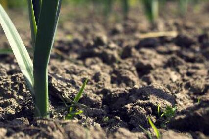 肥料養(yǎng)分診斷儀 肥料養(yǎng)分診斷儀