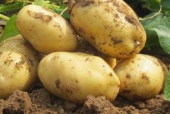 土壤肥料養分檢測儀比實驗室檢測更好嗎？