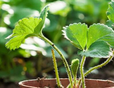 土壤水分檢測儀 土壤水分檢測儀