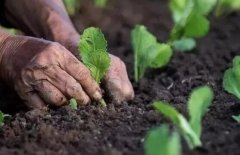 土壤墑情監(jiān)測儀避免農業(yè)盲目施水