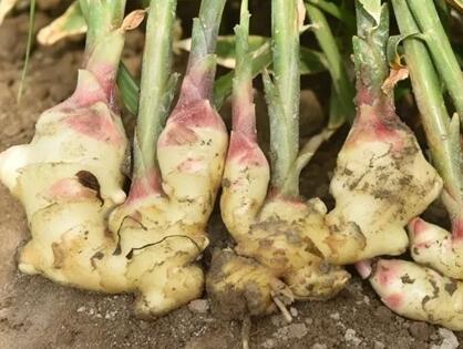 土壤肥料養分檢測儀 土壤肥料養分檢測儀