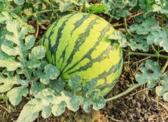 農村地區增強土壤肥力需要用到什么儀器？