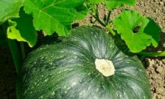 土壤養(yǎng)分檢測儀能為傳統(tǒng)農(nóng)業(yè)帶來什么?