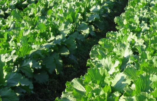 土壤pH值測定儀 土壤pH值測定儀