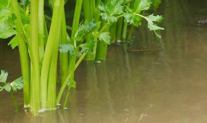 測土配方施肥儀 測土配方施肥儀