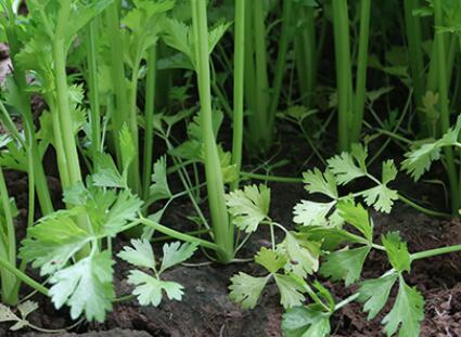 土壤肥料養分檢測儀 土壤肥料養分檢測儀