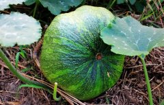 測(cè)土配方施肥儀幫助農(nóng)戶(hù)制定施肥計(jì)劃