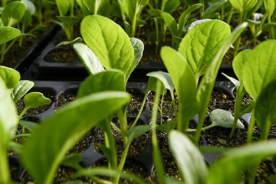 肥料成分測試儀 肥料成分測試儀