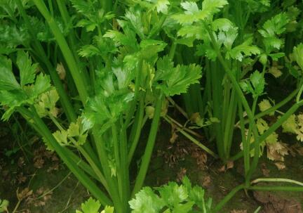 土壤成分測試儀 土壤成分測試儀