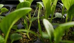 測土配方施肥儀幫助果農提高水果產量