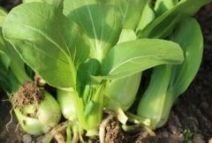 提高土壤檢測水平需要用到什么儀器？