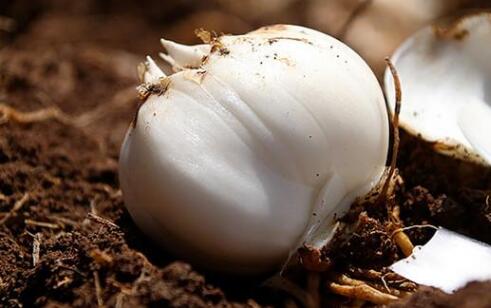 測土配方施肥儀 測土配方施肥儀