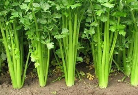 測土配方施肥儀 測土配方施肥儀